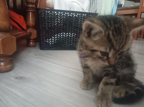 one lovely tabby boy