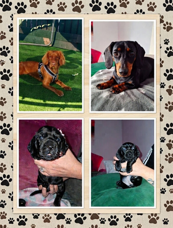 LAST DOCKER PUPPY LEFT