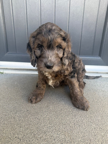 Cockapoo puppies