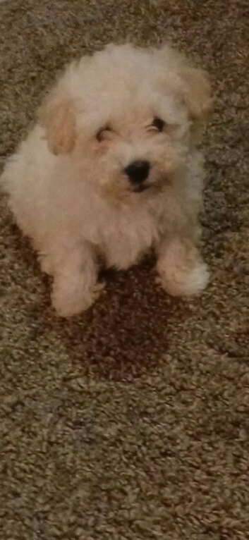 Pup