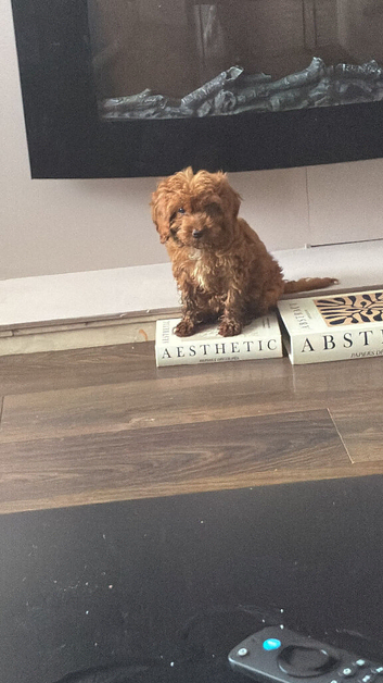 Female cockapoo