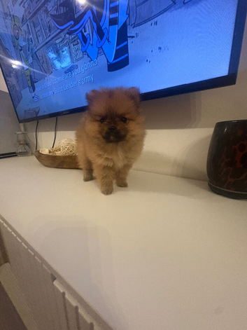Beautiful teddy face female Pom