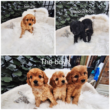 F1 CAVAPOO PUPPIES