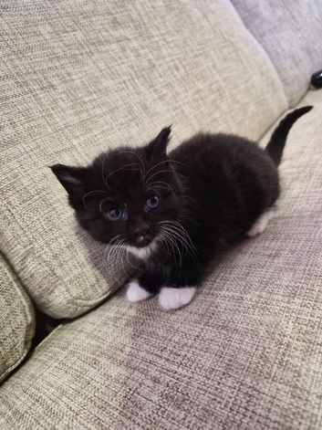 Rehoming lovely kittens