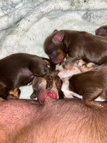 6 beautiful min dachshund puppies