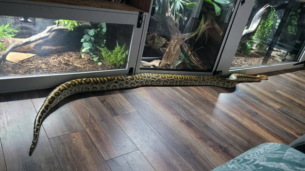 Female hypo caramel burmese python