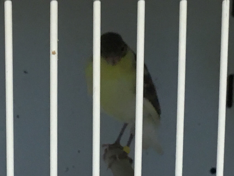 Irish fancy canaries for sale. Goldfinch mules and Siskin mules also for sale