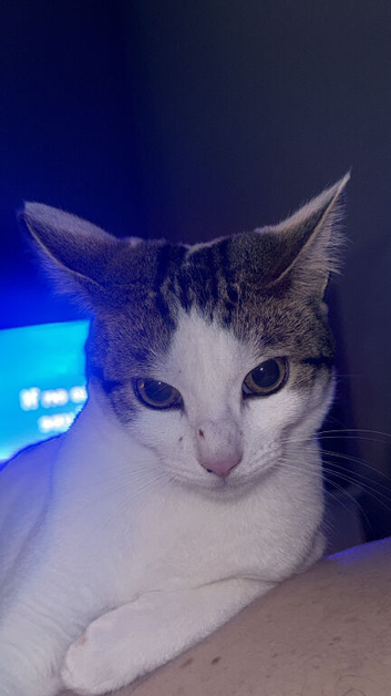 Willow