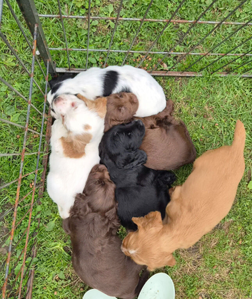 Cocker spaniel puppies