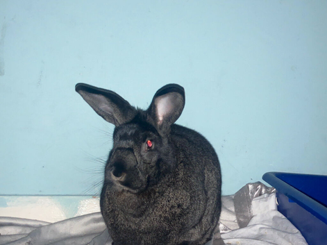 Female Silver-Fox Rabbit