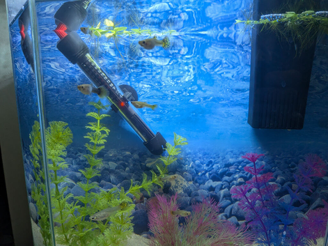 Female Guppy Fish