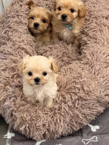 Beautiful Maltipoo Puppies
