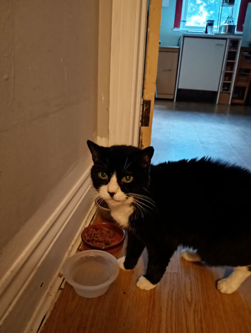 Black and white cat she looks like Felix