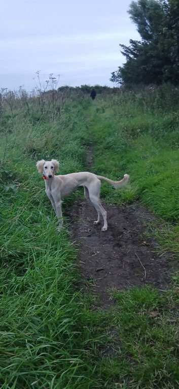 7 month old saluki x bitch