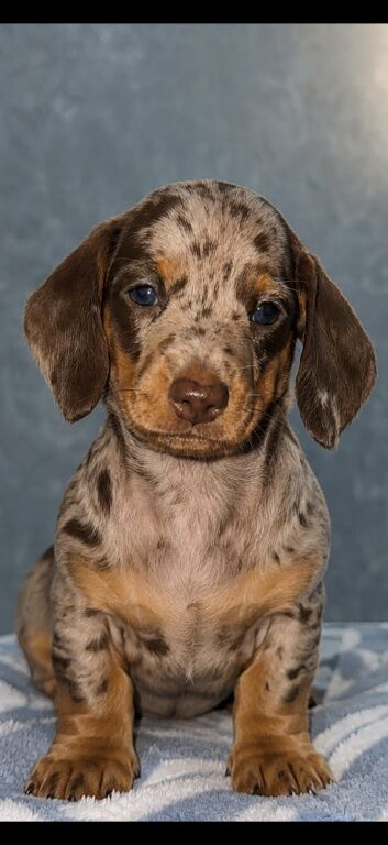 Miniature dapple dachshund