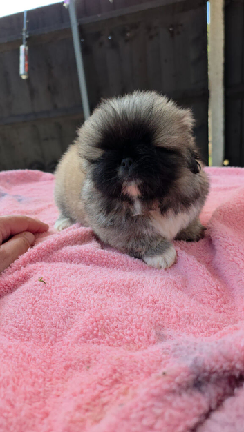 Stunning kc reg pekingese puppies