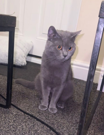 Blue British Short Hair, 11 Months Old.