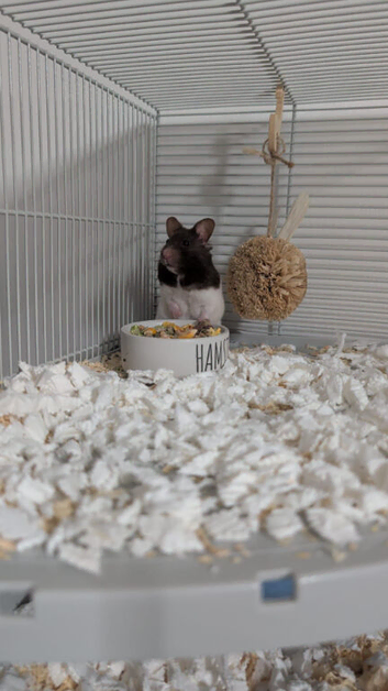 Female hamster