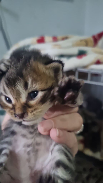 Mancoon babies