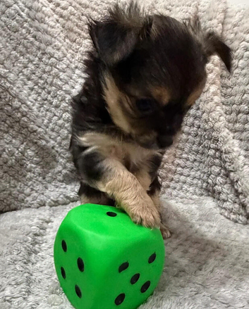 Rare blue tan x1,black tri x1, LC chihuahua female