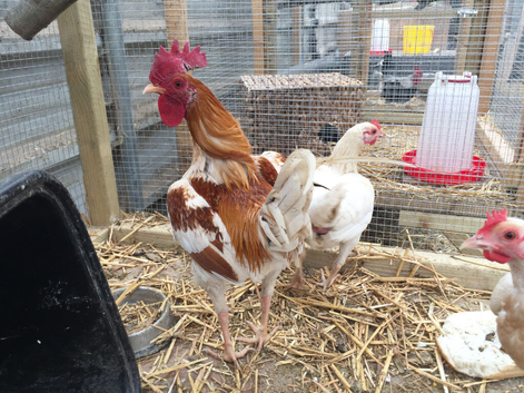 Proven Trio of Red Pyle OEG Bantams