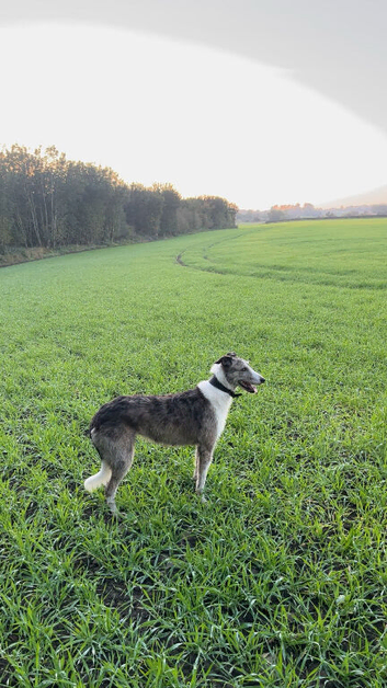 Lurcher