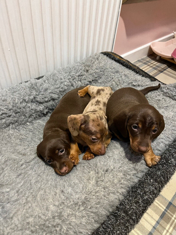 Miniature dachshund puppies