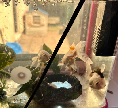 4 goldfish for sale to go althogether