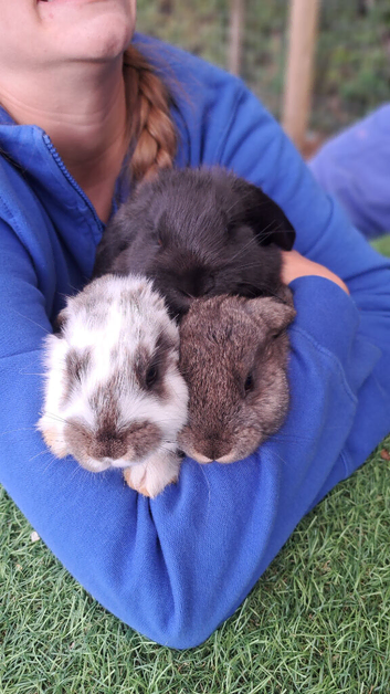 Continental cross french giant rabbits.