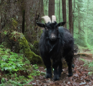 Asap! Looking for a temporary location for an adorable pygmy billy