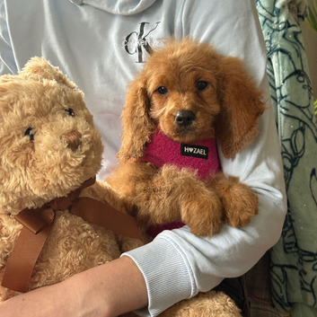 Cavapoo girls for sale