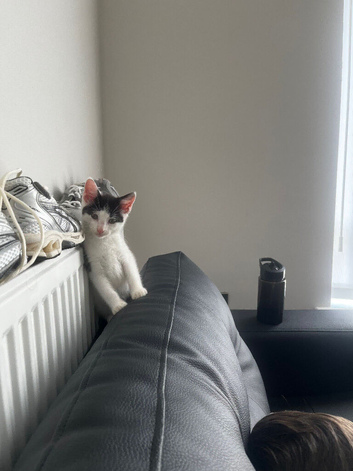 8 week old male kitten