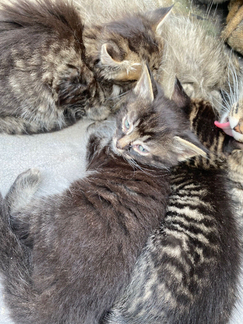 2 mixed breed kittens looking for new home