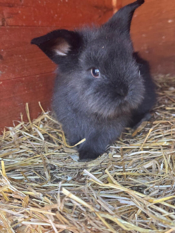 Cute Baby & Adult Rabbits for Sale