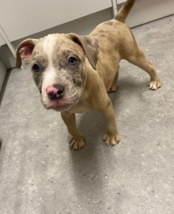 Gorgeous bully boy!