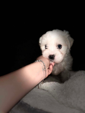 Maltese bichon
