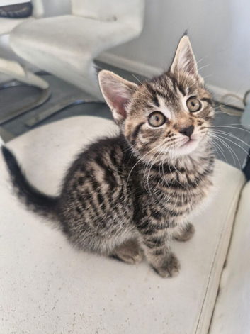 Kittens