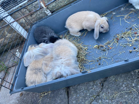 9 Rabbits for Sale - 11 Weeks Old