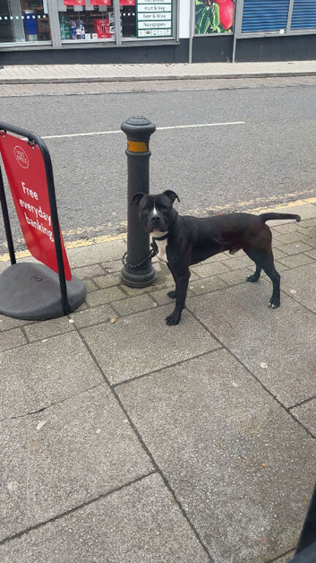 Staffy x Mastiff