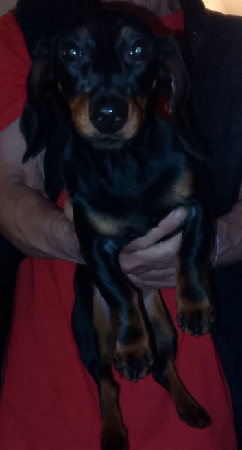 Daisy 7 month old dachshund