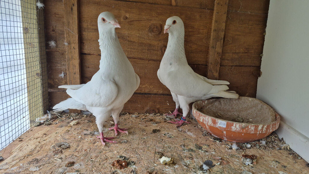 Pigeons