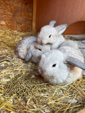 6 grey babies ready in August