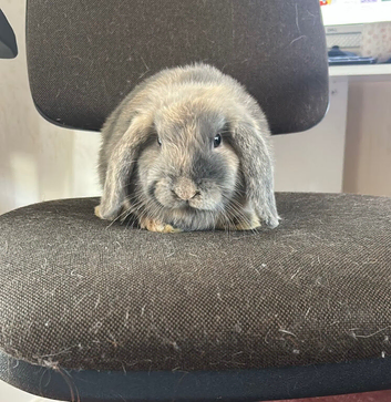 11 week old mini lop - BOY