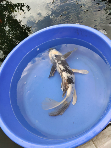 big shiro butterfly koi for sale 20inch