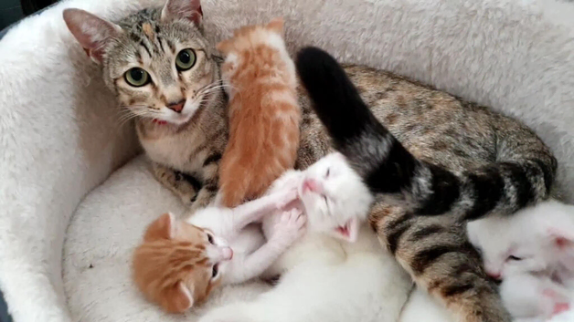 Bengal cross kitten