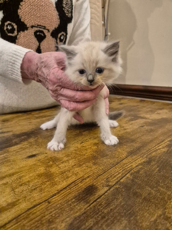 Ragdoll kittens