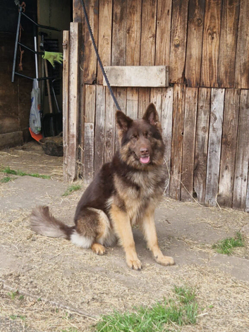Liver German Shepherd stud