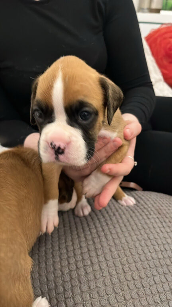 Boxer puppies