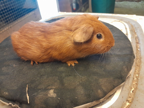 Baby guinea pigs availa&sup2;ble