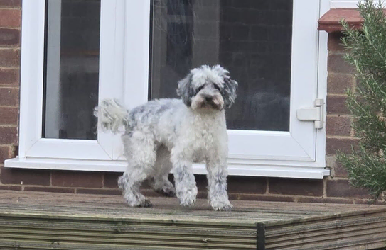 Beautiful merle female cockapoo